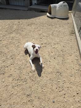 Zen zen -  Mixed Breed Dog for Adoption in Maquoketa, Iowa - Zen Zen | PetCurious