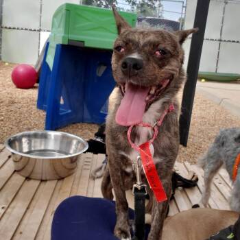Princess Vespa -  Mixed Breed Dog for Adoption in Fredericksburg, Virginia - Princess Vespa | PetCurious
