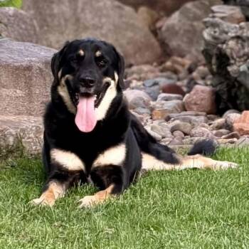Pilot -  German Shepherd Dog and Mixed Breed Dog for Adoption in Minneapolis, Minnesota - Pilot | PetCurious