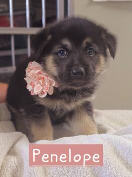 Penelope -  Siberian Husky and German Shepherd Dog Dog for Adoption in Walthill, Nebraska - Penelope | PetCurious