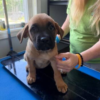 Jade -  Cane Corso and German Shepherd Dog Dog for Adoption in Hohenwald, Tennessee - Jade | PetCurious