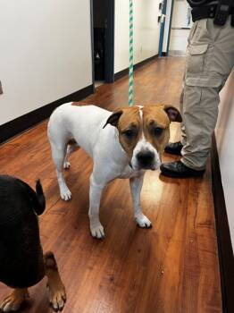Rescue American Bulldog and Mixed Breed Dogs for Adoption in Savannah, Georgia - Hedwig | PetCurious