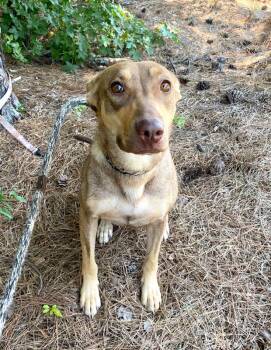 Fawn -  Doberman Pinscher and Shepherd Dog for Adoption in Monroe, Georgia - Fawn | PetCurious