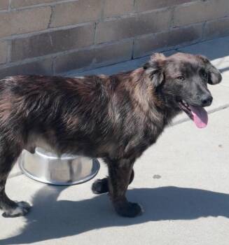 Snazz -  Cattle Dog and Shepherd Dog for Adoption in Fort Lupton, Colorado - Snazz | PetCurious