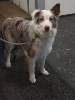 Australian Shepherd and Mixed Breed Dogs Available for Adoption in Cincinnati, Ohio - Lewis | PetCurious