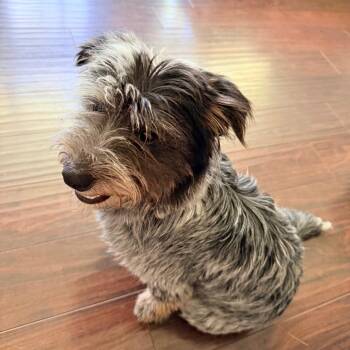 Primo -  Corgi and Australian Cattle Dog Blue Heeler Dog for Adoption - Primo | PetCurious