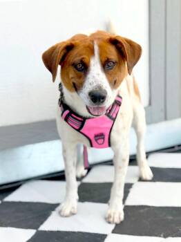 Cattle Dog and Mixed Breed Dogs Available for Adoption in Savage, Minnesota - Fern | PetCurious
