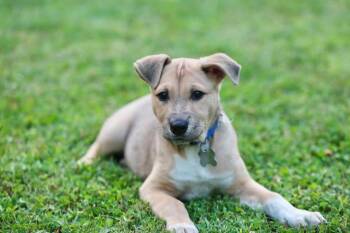Sassy CA -  Shepherd Dog for Adoption in Hillside, Illinois - Sassy CA | PetCurious