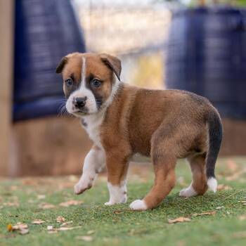 Muppet Pup - Janice -  Boxer Dog for Adoption in San Diego, California - Muppet Pup - Janice | PetCurious