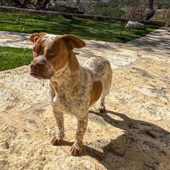 English Bulldog and Cattle Dog Dogs Available for Adoption in Kerrville, Texas - Reba | PetCurious