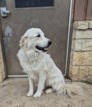Great Pyrenees Dogs Available for Adoption in Schertz, Texas - Kyle | PetCurious