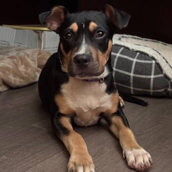 Emery -  Pit Bull Terrier and Mixed Breed Dog for Adoption in Lynchburg, Virginia - Emery | PetCurious