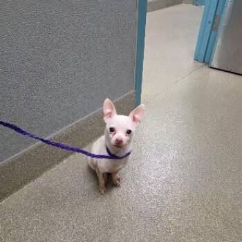 MAPLE JEAN -  Chihuahua Dog for Adoption in Las Vegas, Nevada - MAPLE JEAN | PetCurious