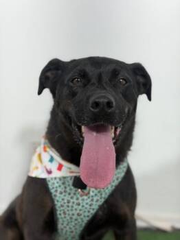 Chimuelo-One of our Amazing Rescue Dogs -  Pit Bull Terrier and Black Labrador Retriever Dog for Adoption in Carlsbad, California - Chimuelo-One Of Our Amazing Rescue Dogs | PetCurious