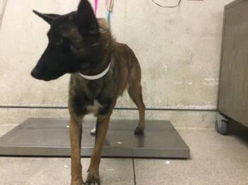 EEVEE -  Belgian Shepherd Malinois Dog for Adoption in Riverside, California - EEVEE | PetCurious