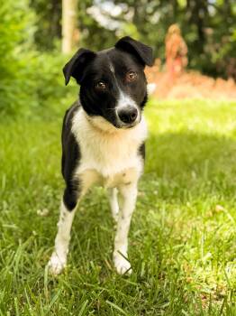 Scooter -  Mixed Breed Dog for Adoption in Gradyville, Kentucky - Scooter | PetCurious