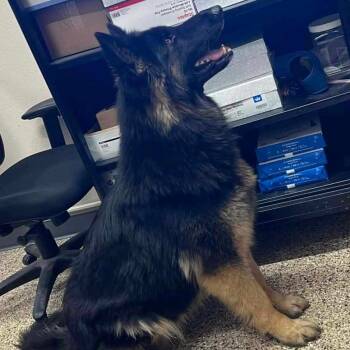 Zara fka Molly *Adoption pending* -  German Shepherd Dog Dog for Adoption in Van Horne, Iowa - Zara Fka Molly *Adoption Pending* | PetCurious