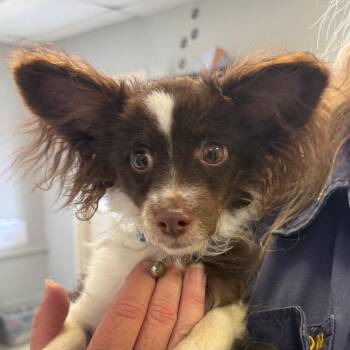 Brentley -  Papillon Dog for Adoption in Jacksonville, Arkansas - Brentley | PetCurious