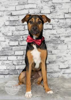Bennie -  Terrier Dog for Adoption in Tuscaloosa, Alabama - Bennie | PetCurious