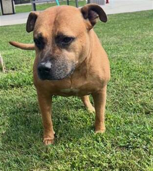 ROSCOE -  American Bulldog Dog for Adoption in Winter Haven, Florida - ROSCOE | PetCurious