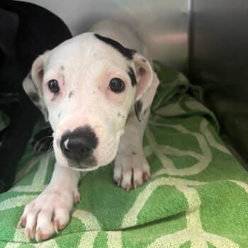 Kate -  Mixed Breed Dog for Adoption in Council Bluffs, Iowa - Kate | PetCurious