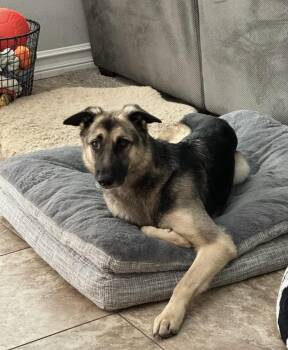 Bolin -  German Shepherd Dog Dog for Adoption - Bolin | PetCurious
