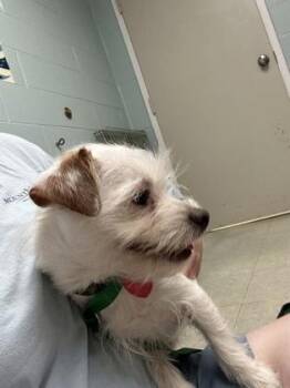 Old Man Jenkins -  Chihuahua and Mixed Breed Dog for Adoption in Lowell, Massachusetts - Old Man Jenkins | PetCurious
