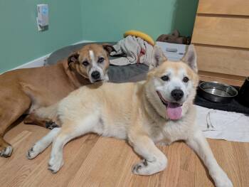 Buddy and Bandit - Local bonded pair -  Boxer Dog for Adoption in Andover, Massachusetts - Buddy And Bandit - Local Bonded Pair | PetCurious