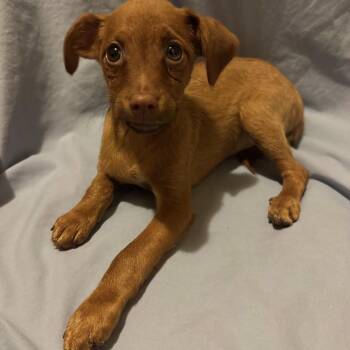 David -  Yorkshire Terrier and Miniature Pinscher Dog for Adoption in Fairmont, Minnesota - David | PetCurious