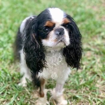 Rescue English Toy Spaniel Dogs for Adoption in Cape Coral, Florida - Reggie | PetCurious