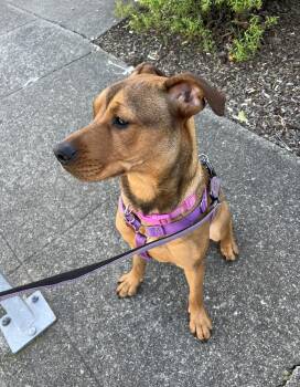 Rescue Rottweiler and American Staffordshire Terrier Dogs for Adoption in San Francisco, California - Goldie | PetCurious