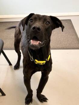 Duke -  Great Dane Dog for Adoption in Big Rapids, Michigan - Duke | PetCurious