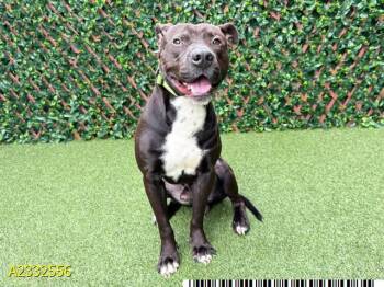 JETT -  Mixed Breed Dog Available for Adoption in West Palm Beach, Florida - JETT | PetCurious