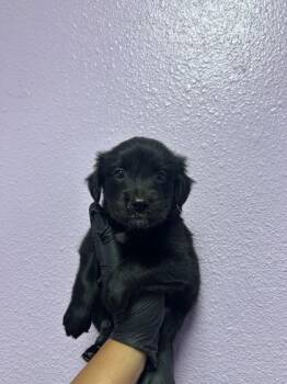 61729759 -  Mixed Breed Dog for Adoption in El Paso, Texas - 61729759 | PetCurious