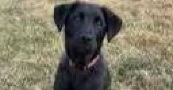 Shepherd Dogs Available for Adoption - Rook | PetCurious