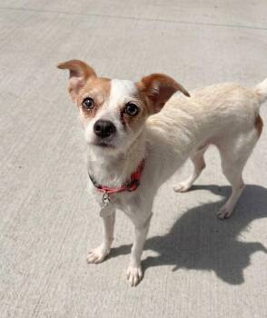 Chihuahua and Jack Russell Terrier Dogs Available for Adoption in Pontiac, Michigan - Herbie | PetCurious