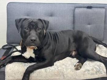 American Bulldog Dogs Available for Adoption - Bruno | PetCurious