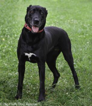 Rescue Great Dane and Black Labrador Retriever Dogs for Adoption in Nashville, Tennessee - Penny | PetCurious