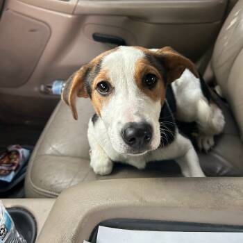 Rescue Jack Russell Terrier Dogs for Adoption in Rossville, Georgia - Matti | PetCurious