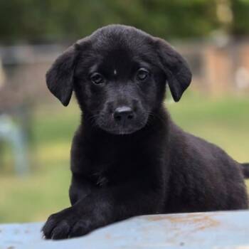 Ember -  Australian Cattle Dog Blue Heeler and Black Labrador Retriever Dog for Adoption in Mansfield, Texas - Ember | PetCurious