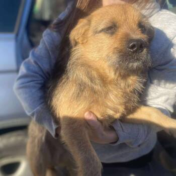 Rescue Mixed Breed Dogs for Adoption in Huntington, West Virginia - Seymour Stray Hold 11/22 | PetCurious