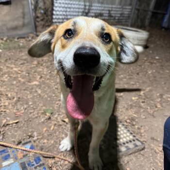 George Clooney -  Black Mouth Cur Dog for Adoption in Austin, Texas - George Clooney | PetCurious
