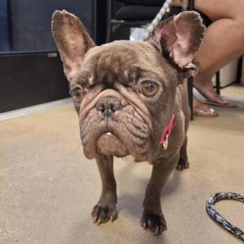 Judy Jumanji -  French Bulldog Dog for Adoption in Baltimore, Maryland - Judy Jumanji | PetCurious