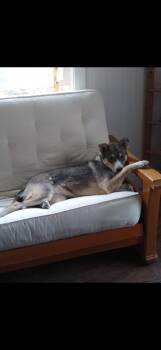 Rescue Mixed Breed and Husky Dogs for Adoption in Polson, Montana - Cami - Courtesy Listing See Info | PetCurious