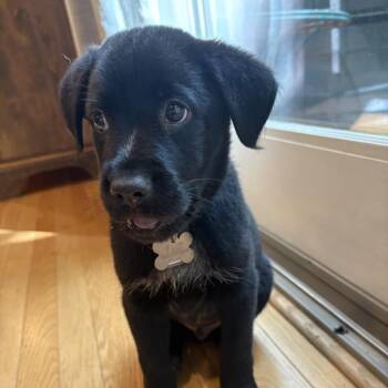 Europe Pup: Rome -  Mixed Breed Dog for Adoption in Falls Church, Virginia - Europe Pup: Rome | PetCurious