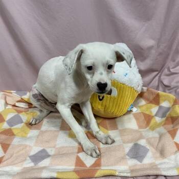 A612537 -  Chihuahua and Mixed Breed Dog for Adoption in Modesto, California - A612537 | PetCurious