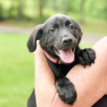 Harley -  Mixed Breed Dog for Adoption in Groveland, Massachusetts - Harley | PetCurious