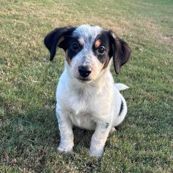 Kreme -  Australian Cattle Dog Blue Heeler and Dachshund Dog for Adoption in Pelham, New Hampshire - Kreme | PetCurious
