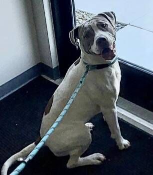 Pit Bull Terrier and Pointer Dogs Available for Adoption in Sandusky, Michigan - Argen | PetCurious