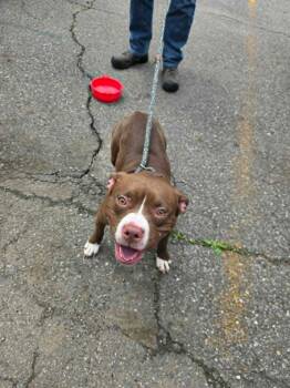 Boston Terrier Dogs Available for Adoption in New Cumberland, West Virginia - Karlee | PetCurious
